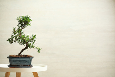 Japanese bonsai plant on white table, space for text. Creating zen atmosphere at home