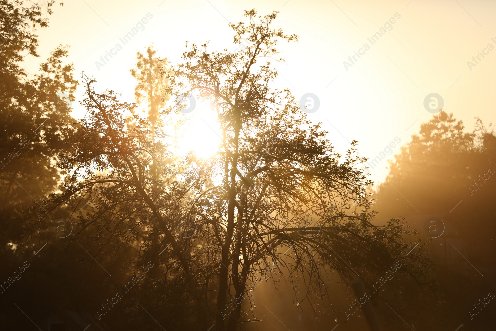 Photo of Beautiful sunlight shining through trees at sunset