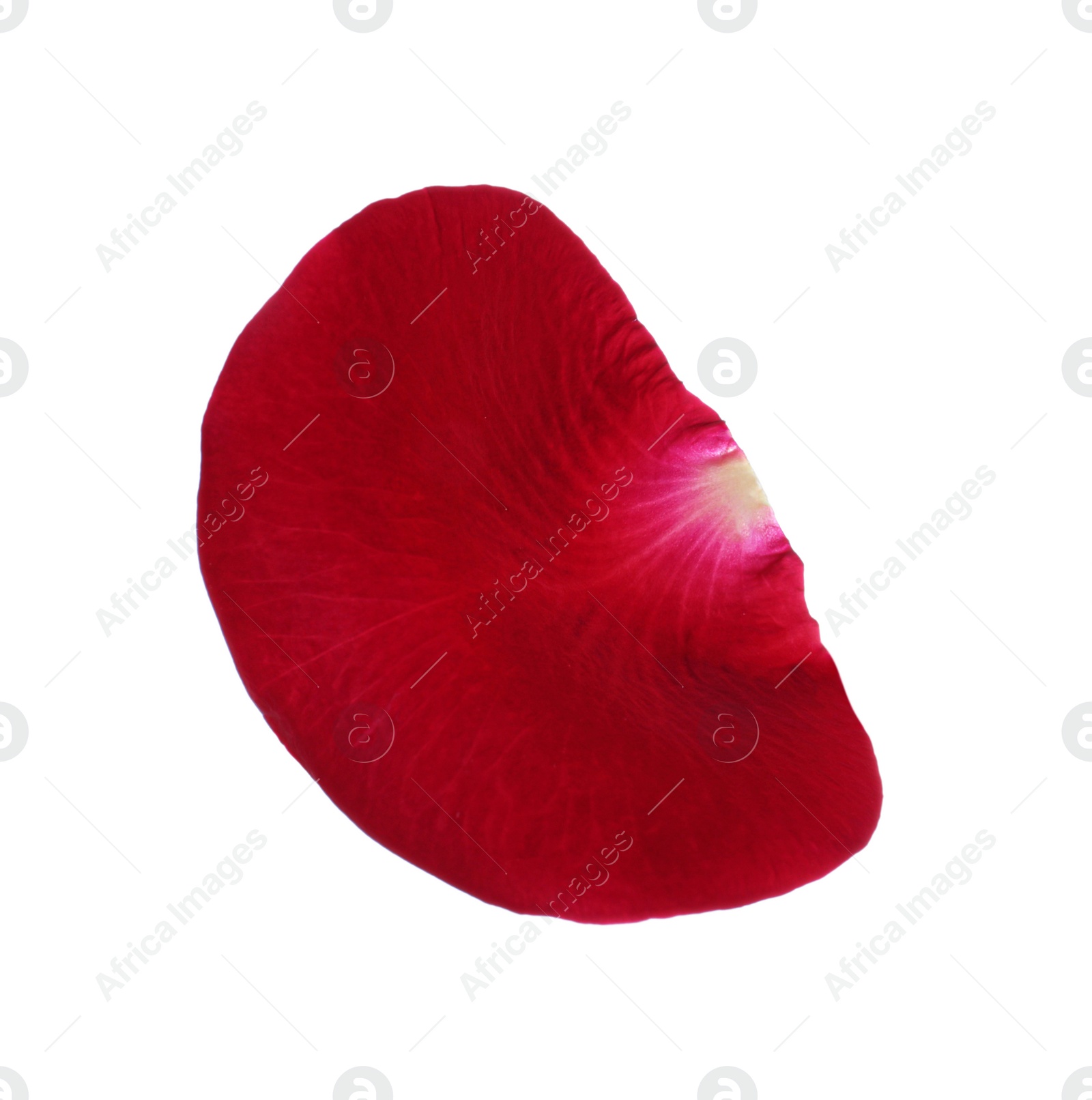 Photo of Red rose flower petal on white background