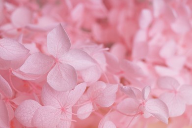 Photo of Beautiful pink hortensia flowers as background, closeup. Space for text