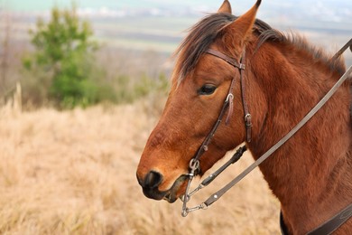 Photo of Adorable chestnut horse outdoors, space for text. Lovely domesticated pet