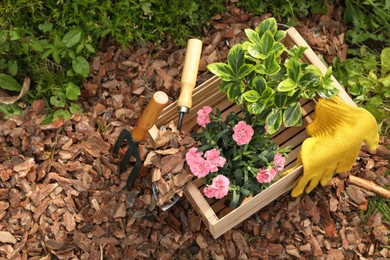 Photo of Bark chips, wooden box with flowers, gloves, fork and trowel in garden, above view. Space for text