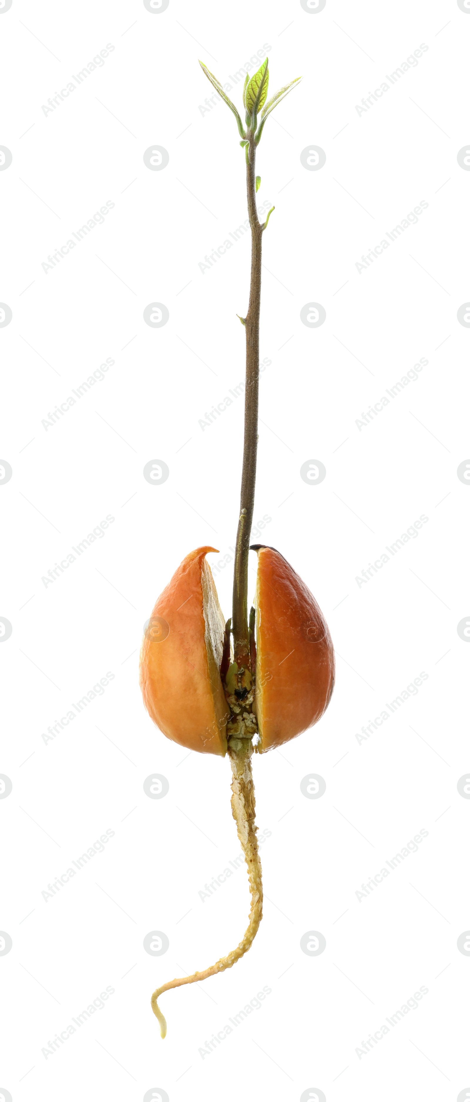 Photo of Avocado seed with sprout and root on white background