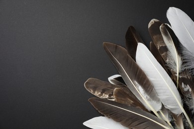 Many different bird feathers on black background, flat lay. Space for text