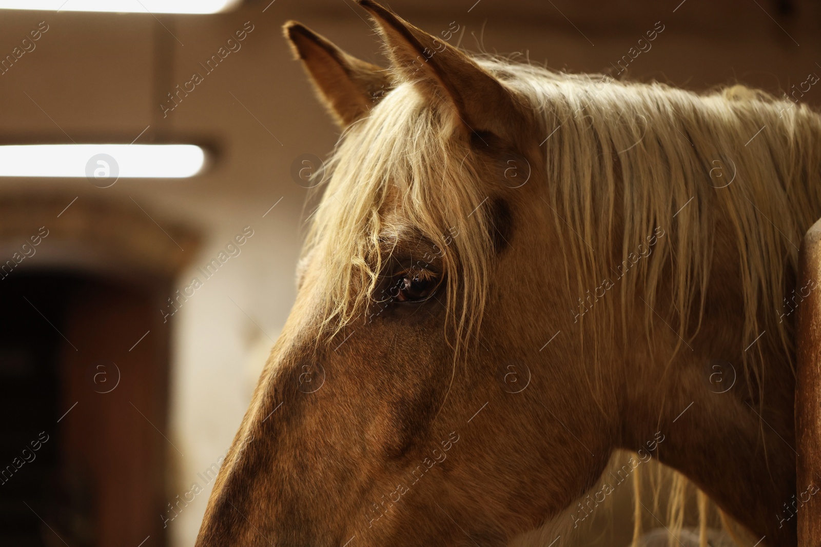 Photo of Adorable horse in stable, closeup. Lovely domesticated pet