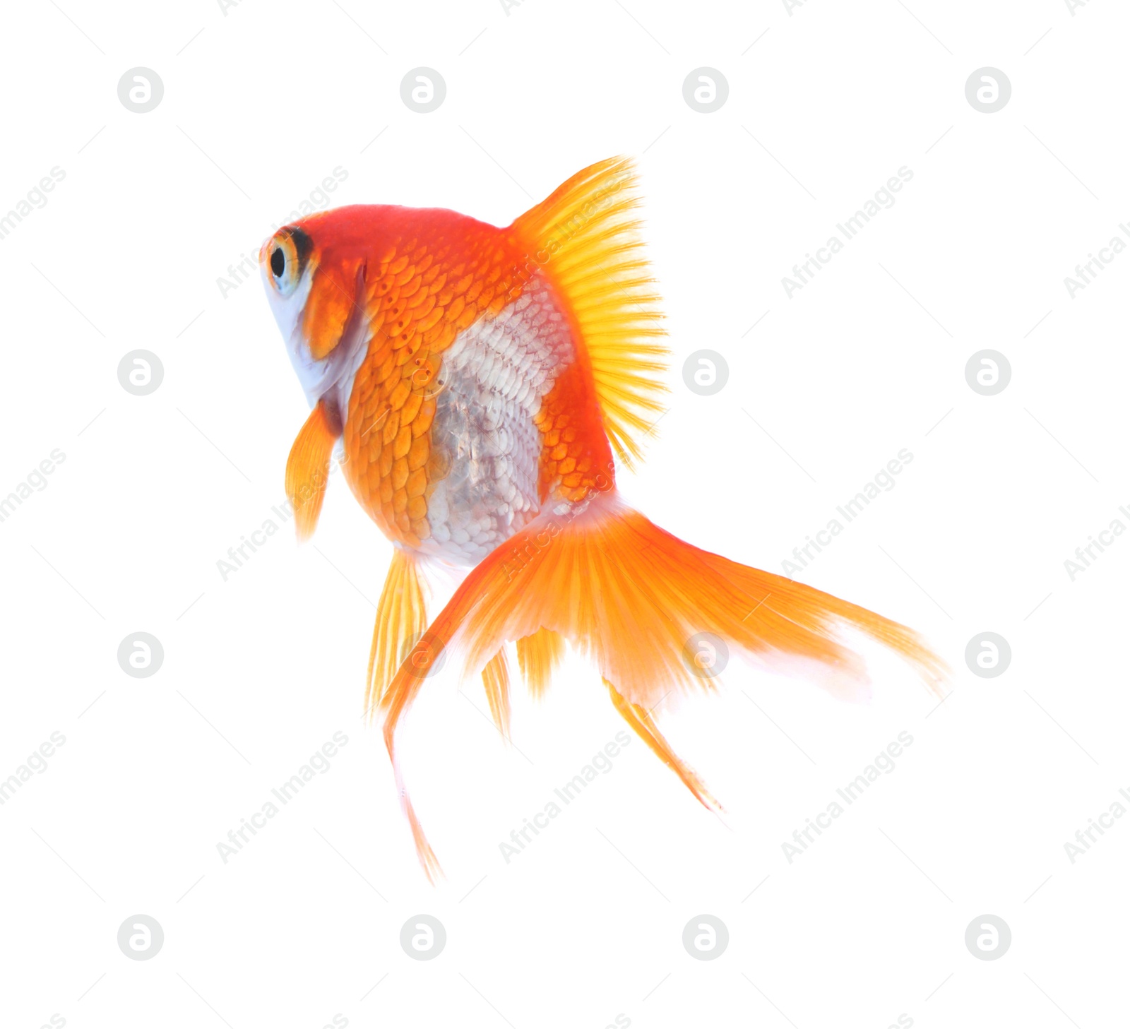 Photo of Beautiful bright small goldfish isolated on white