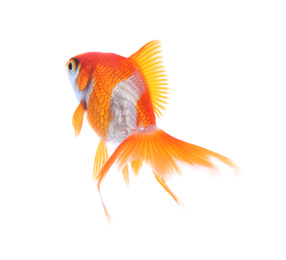 Photo of Beautiful bright small goldfish isolated on white