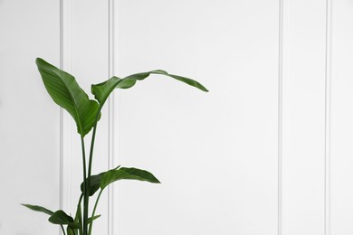 Photo of Beautiful strelitzia near white wall, space for text. Exotic houseplant