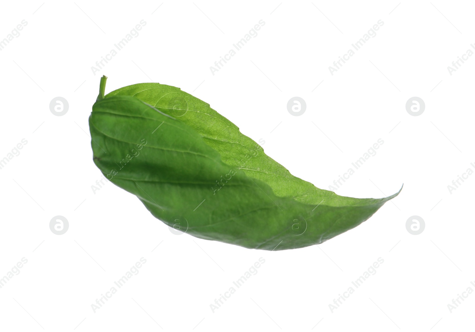 Photo of Fresh green basil leaf isolated on white