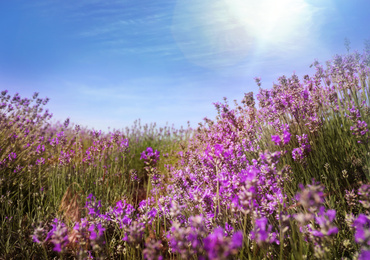 Image of Beautiful view of blooming lavender field under blue sky