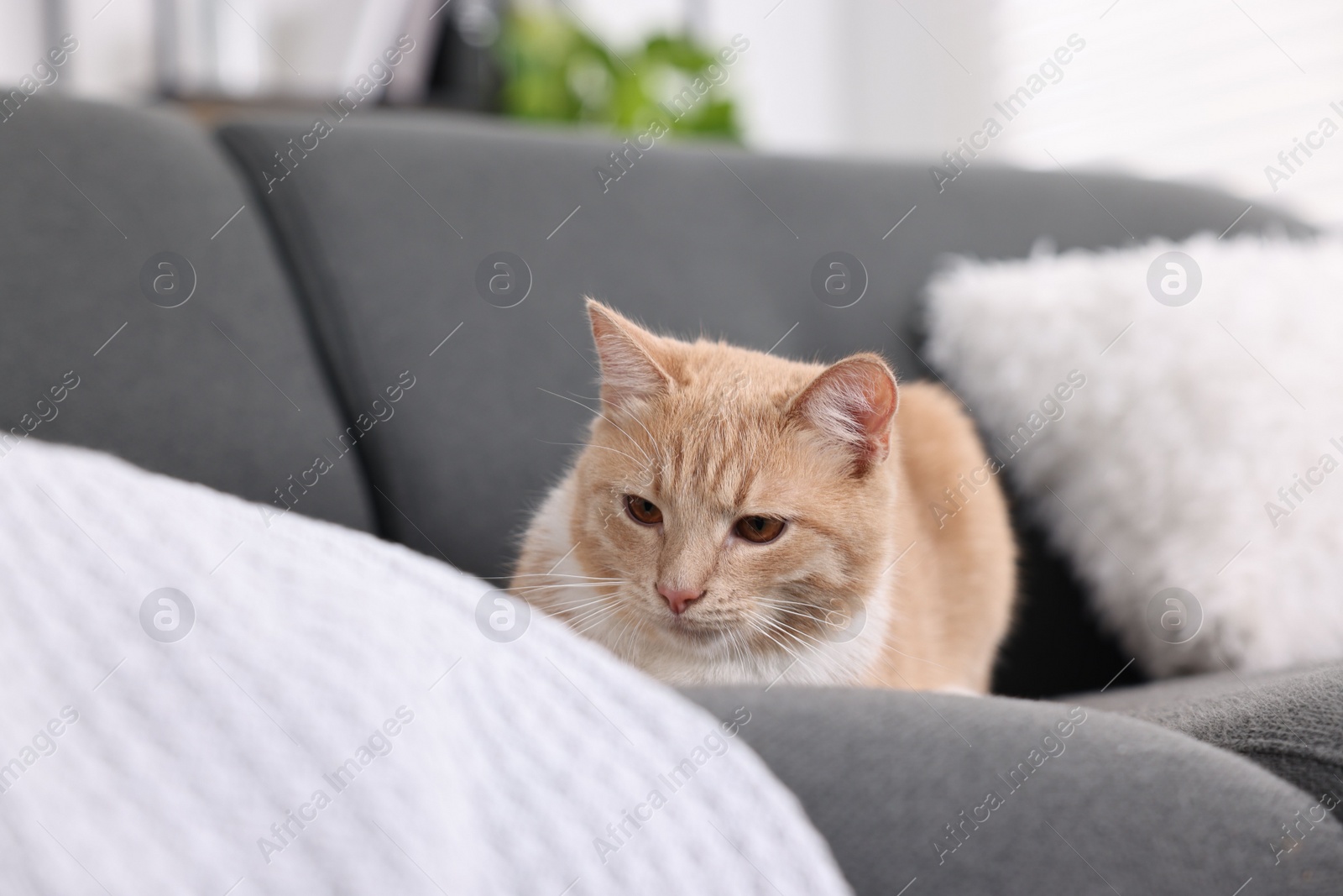 Photo of Cute ginger cat lying on sofa at home