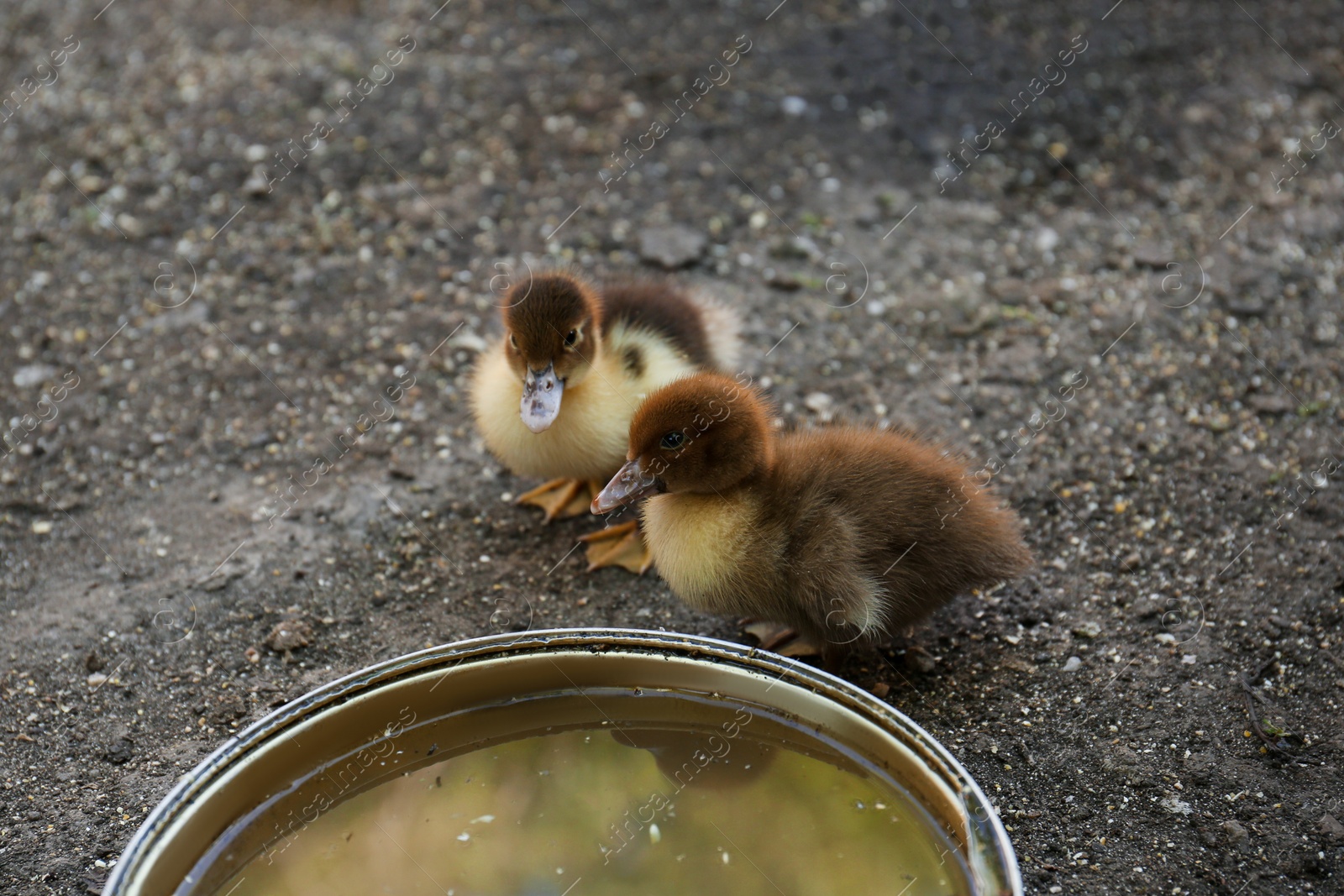 Photo of Cute fluffy ducklings near bowl of water in farmyard