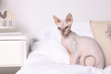 Photo of Cute Sphynx cat on bed at home, space for text. Lovely pet