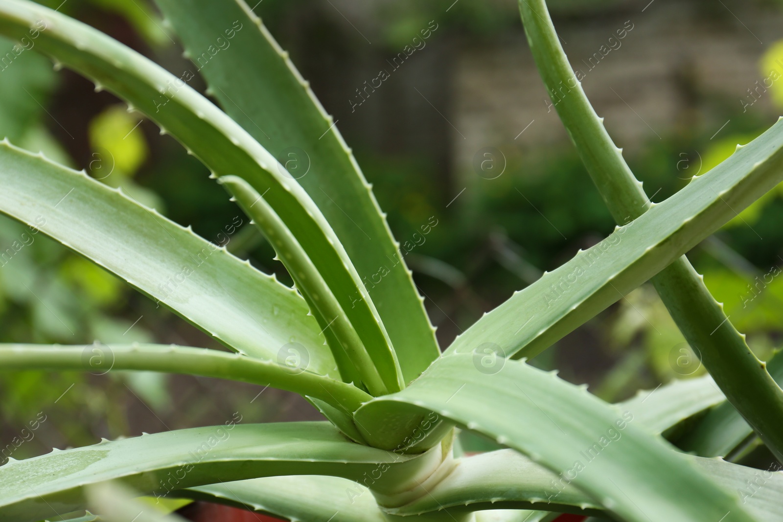 Photo of Beautiful green aloe vera plant on blurred background, closeup