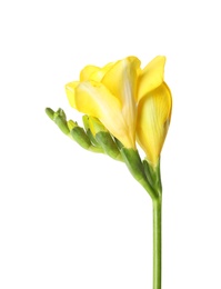 Photo of Beautiful freesia with fragrant flowers on white background