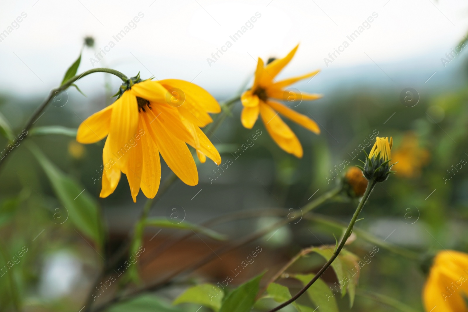 Photo of Wild meadow flowers on summer day, closeup