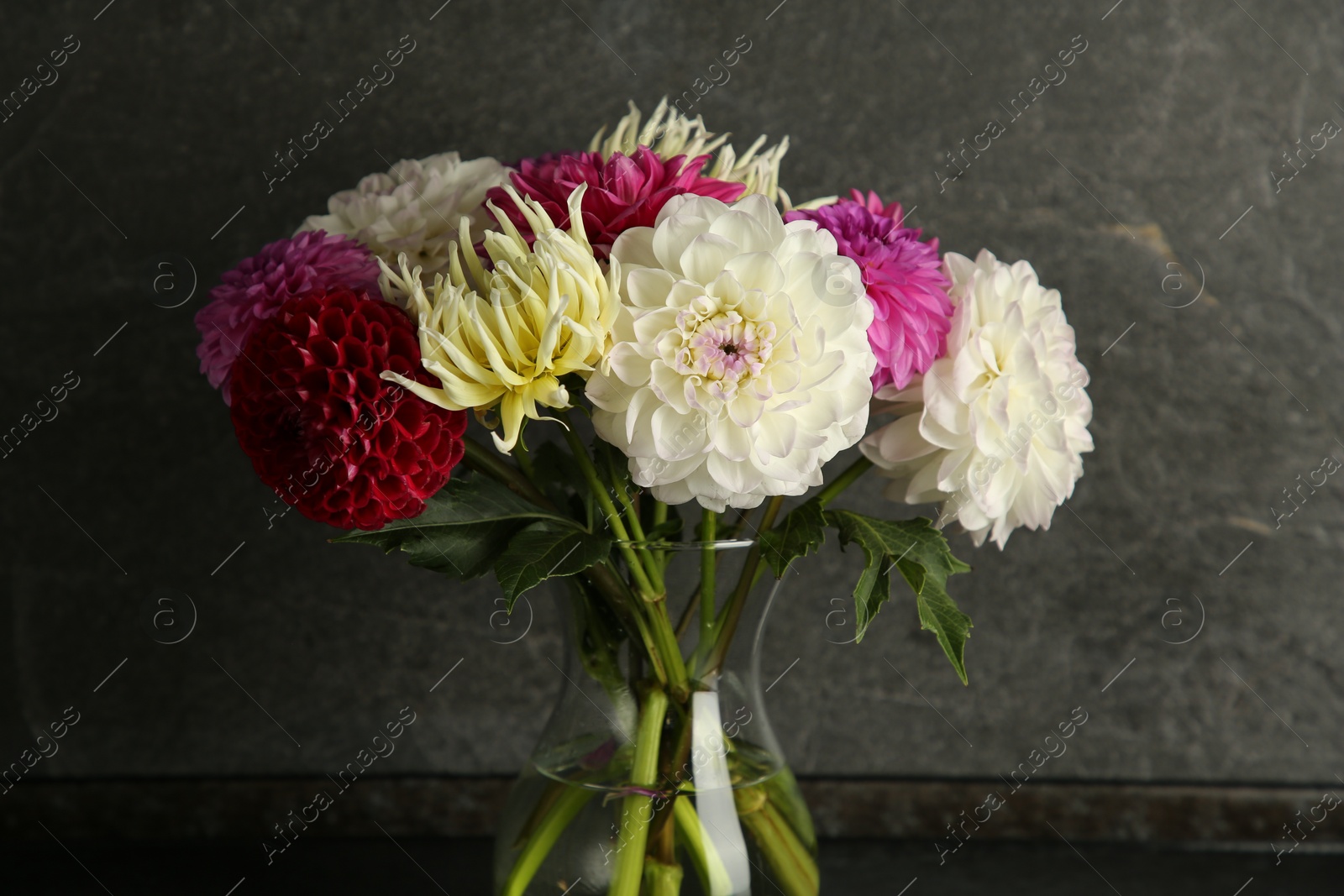 Photo of Bouquet of beautiful Dahlia flowers in vase near grey wall