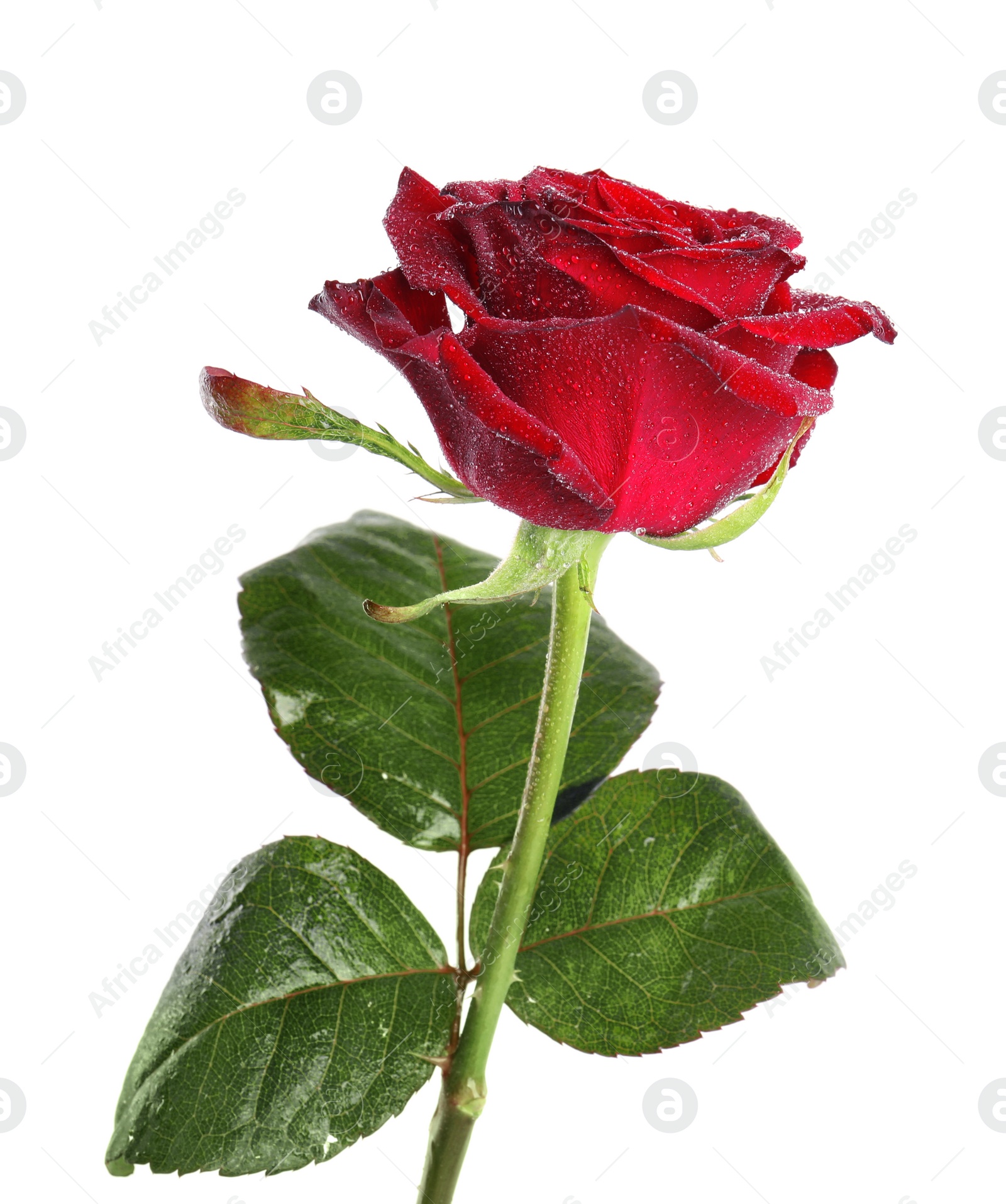 Photo of Beautiful red rose flower with water drops isolated on white