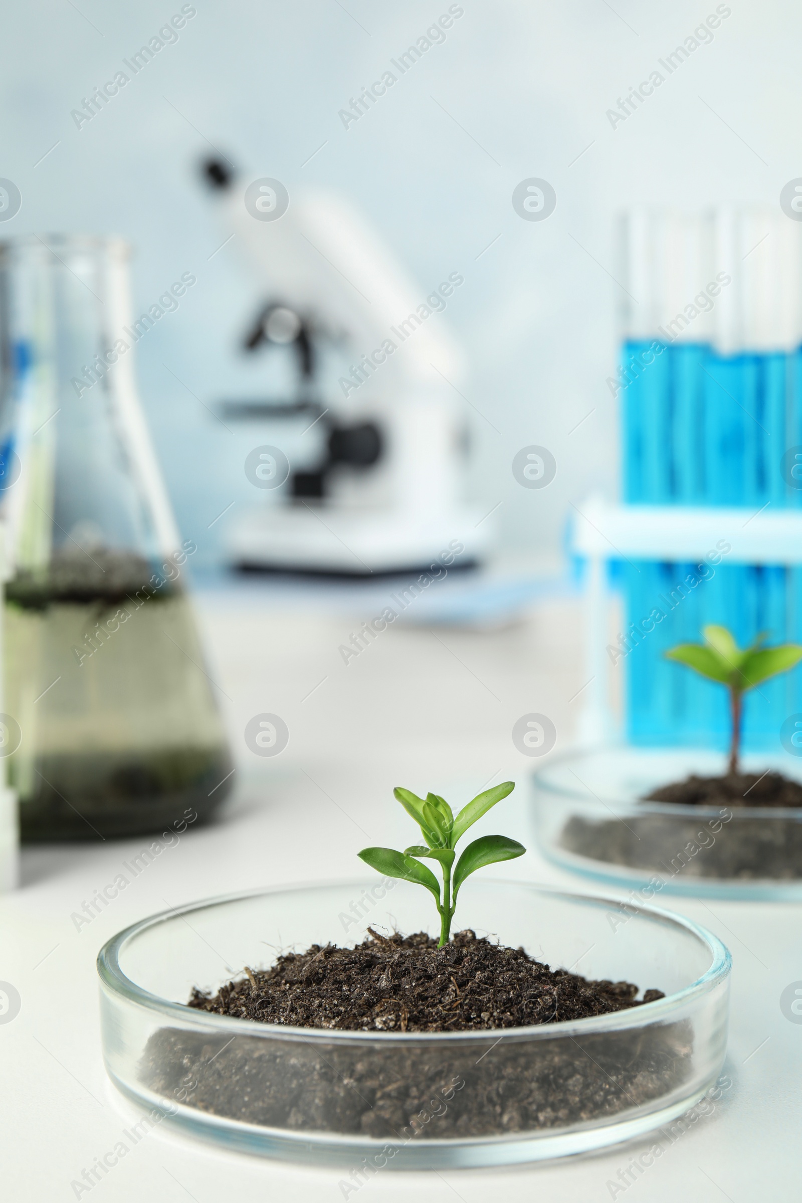 Photo of Petri dish with soil and sprouted plant on white table. Biological chemistry