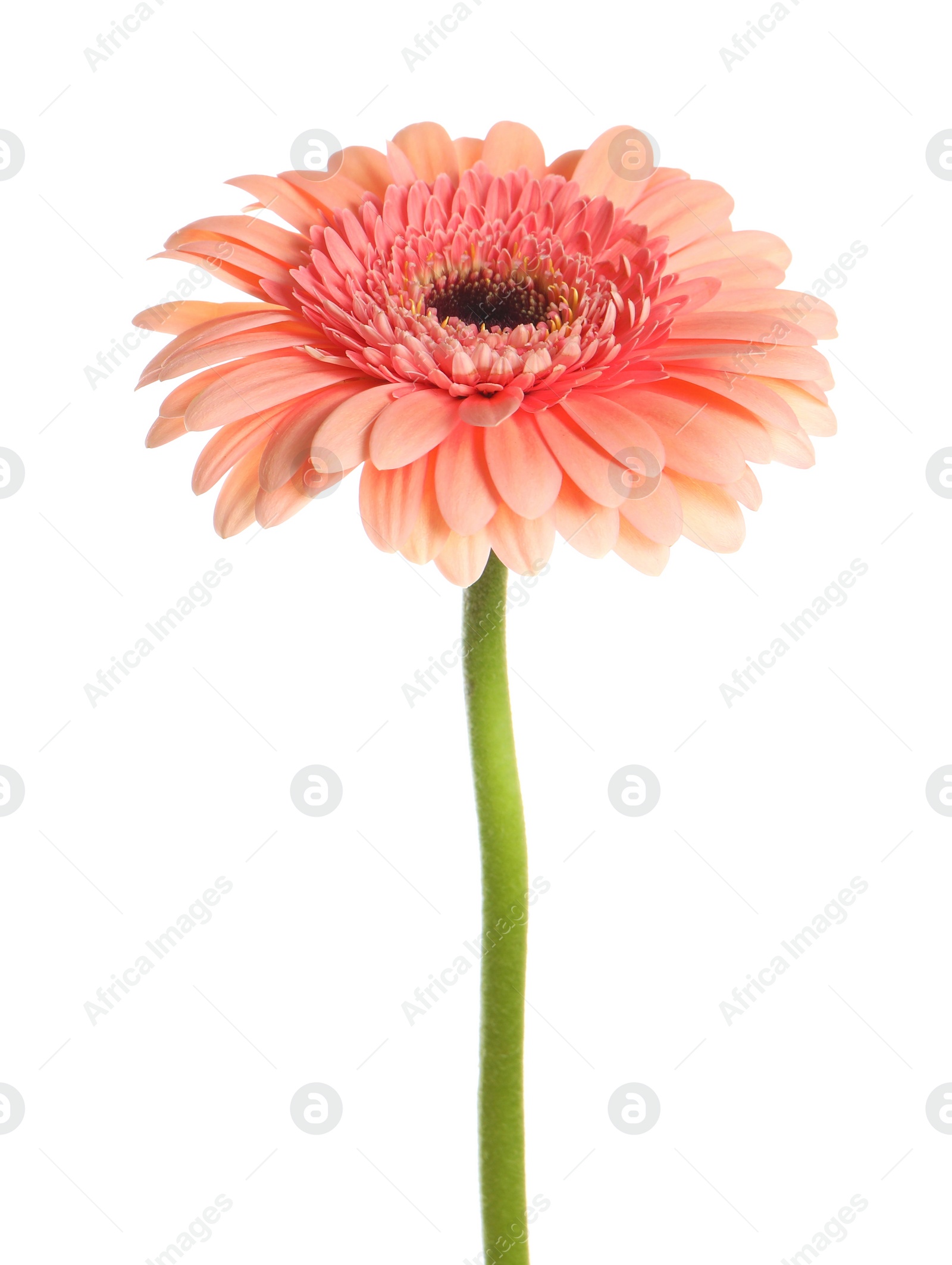 Photo of Beautiful pink gerbera flower isolated on white