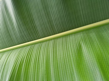 Photo of Beautiful green banana leaf as background, closeup