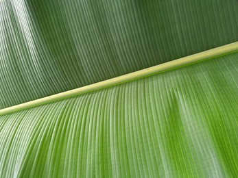 Beautiful green banana leaf as background, closeup