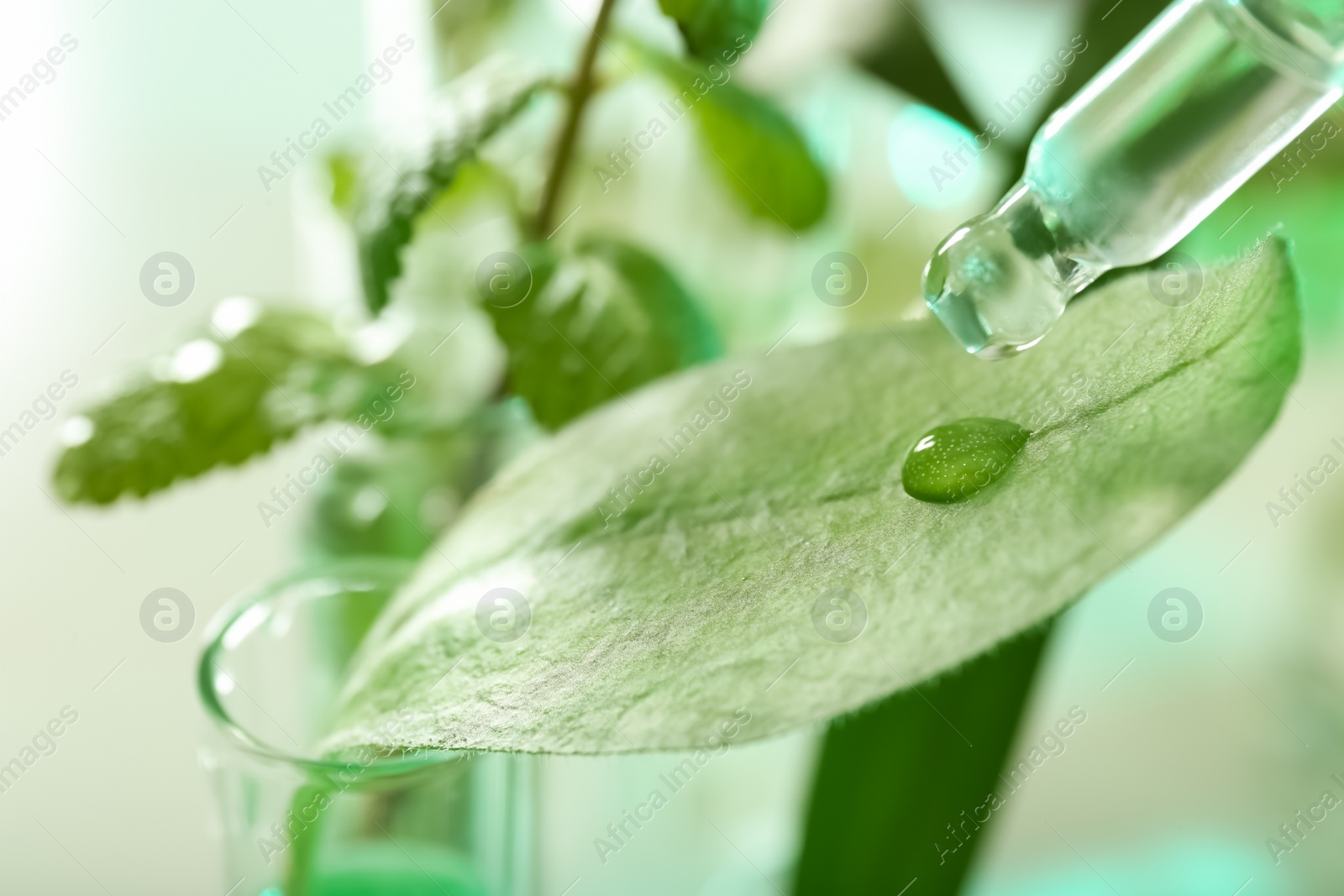 Photo of Clear liquid dropping from pipette on leaf against blurred background, closeup. Plant chemistry