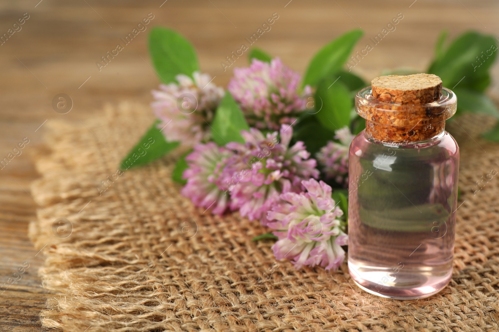 Photo of Beautiful clover flowers and bottle of essential oil on table, closeup. Space for text