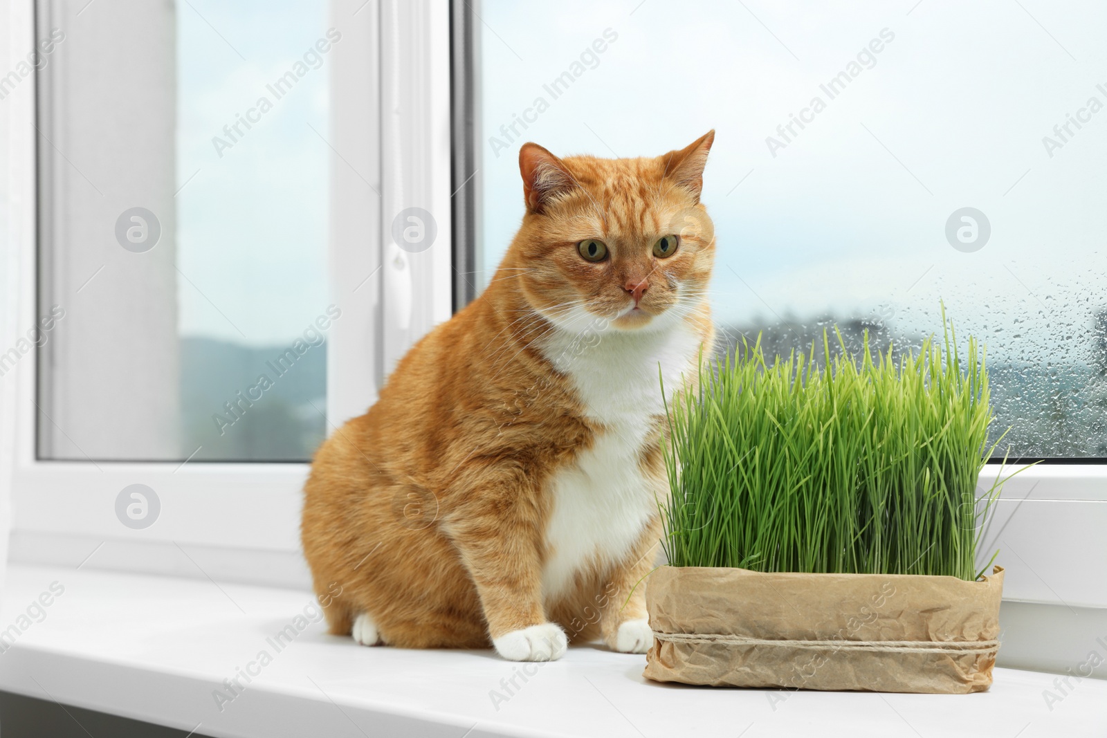 Photo of Cute ginger cat near green grass on windowsill indoors