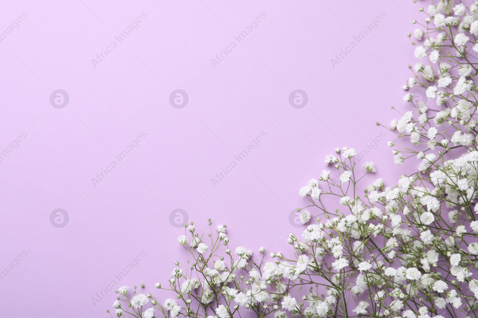 Photo of Beautiful gypsophila flowers on violet background, flat lay. Space for text