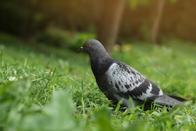Photo of Beautiful grey dove on green grass outdoors
