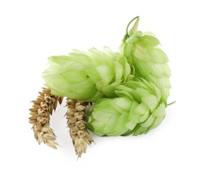 Photo of Fresh green hops and wheat spikes on white background