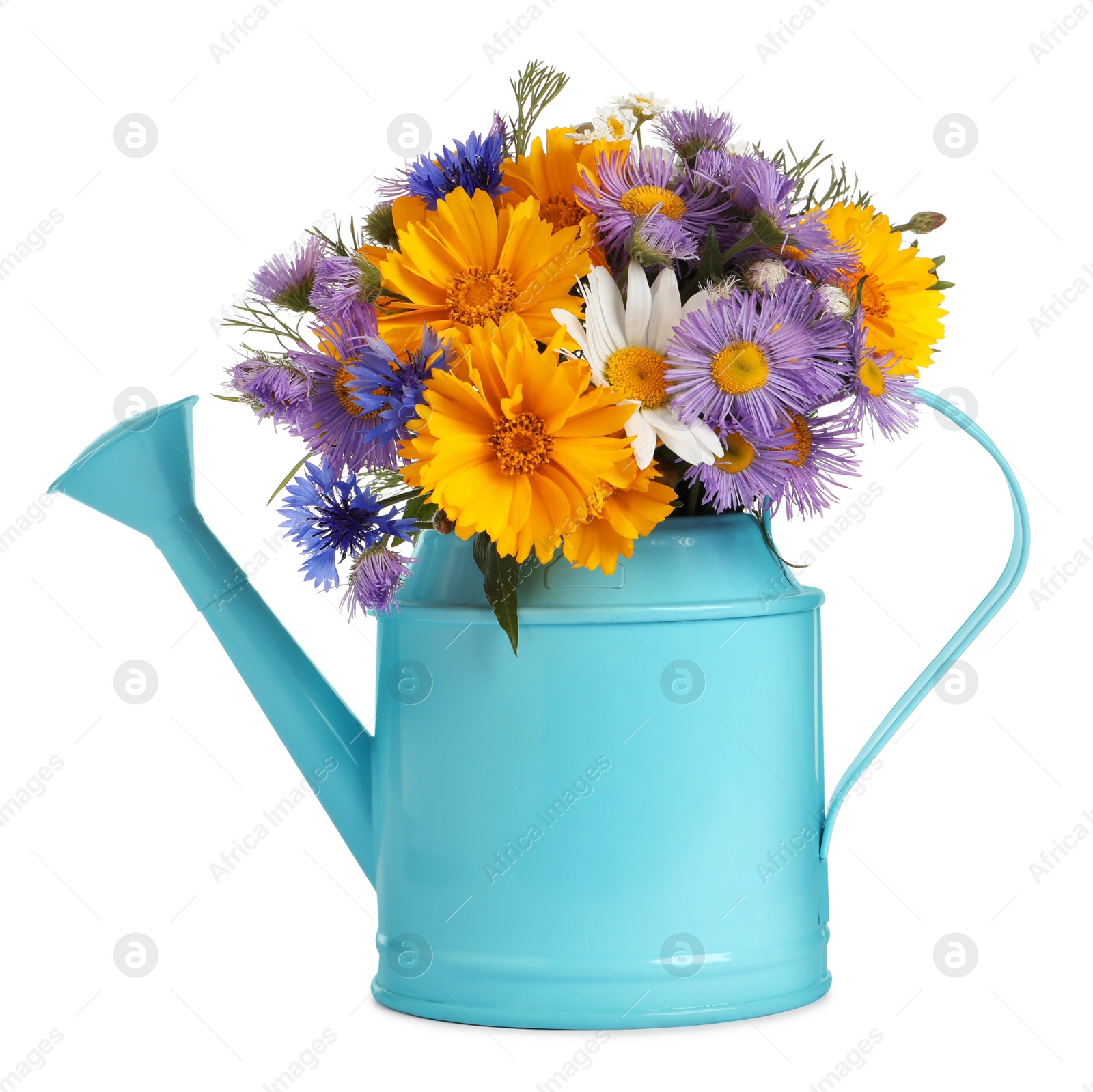 Photo of Light blue watering can with beautiful flowers isolated on white