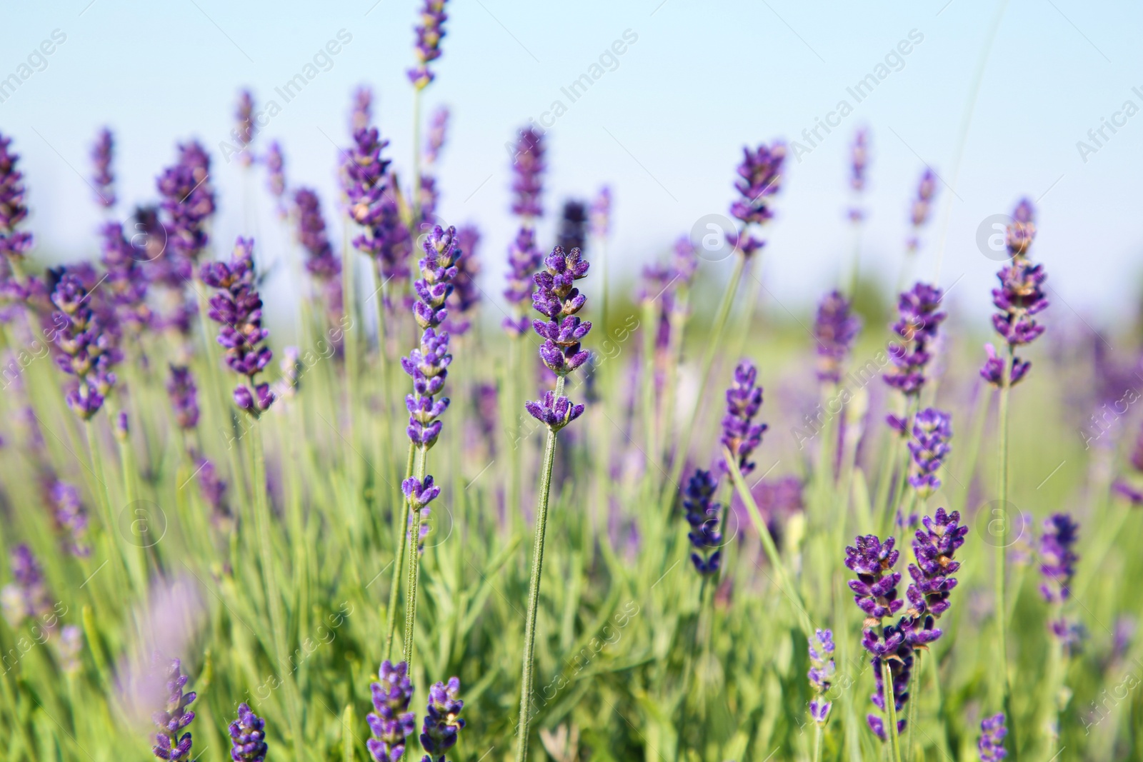 Photo of Beautiful blooming lavender growing in field, closeup