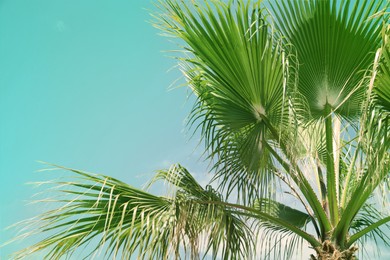 Beautiful view of palm branches on sunny summer day. Stylized color toning