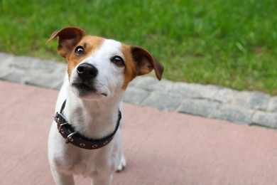 Photo of Beautiful Jack Russell Terrier in black leather dog collar outdoors. Space for text
