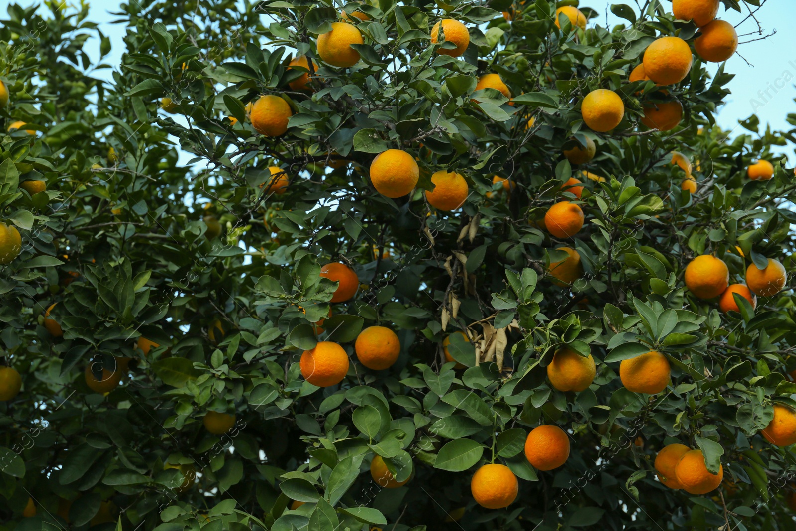 Photo of Fresh ripe oranges growing on tree outdoors