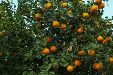 Photo of Fresh ripe oranges growing on tree outdoors