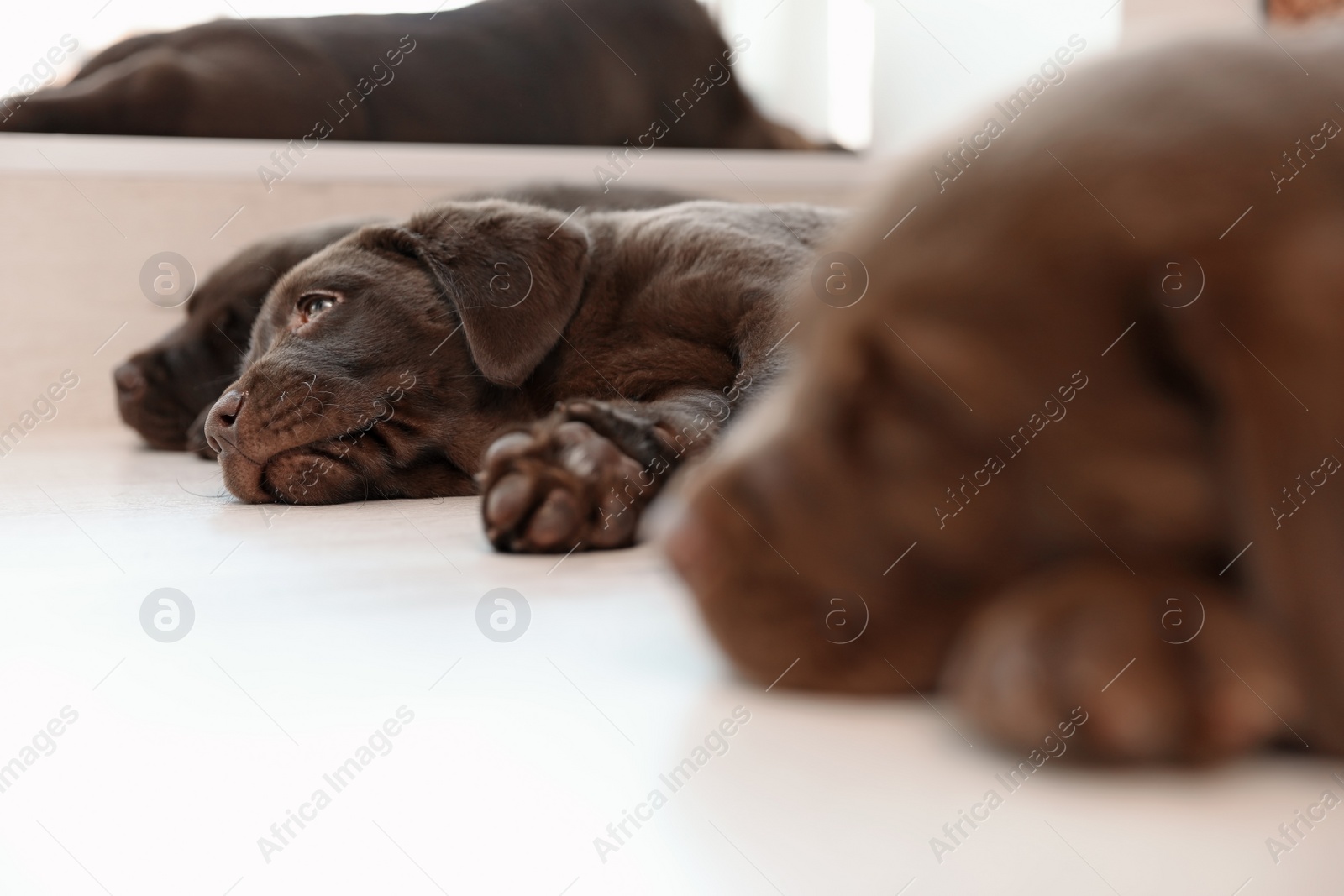 Photo of Chocolate Labrador Retriever puppies sleeping on floor indoors