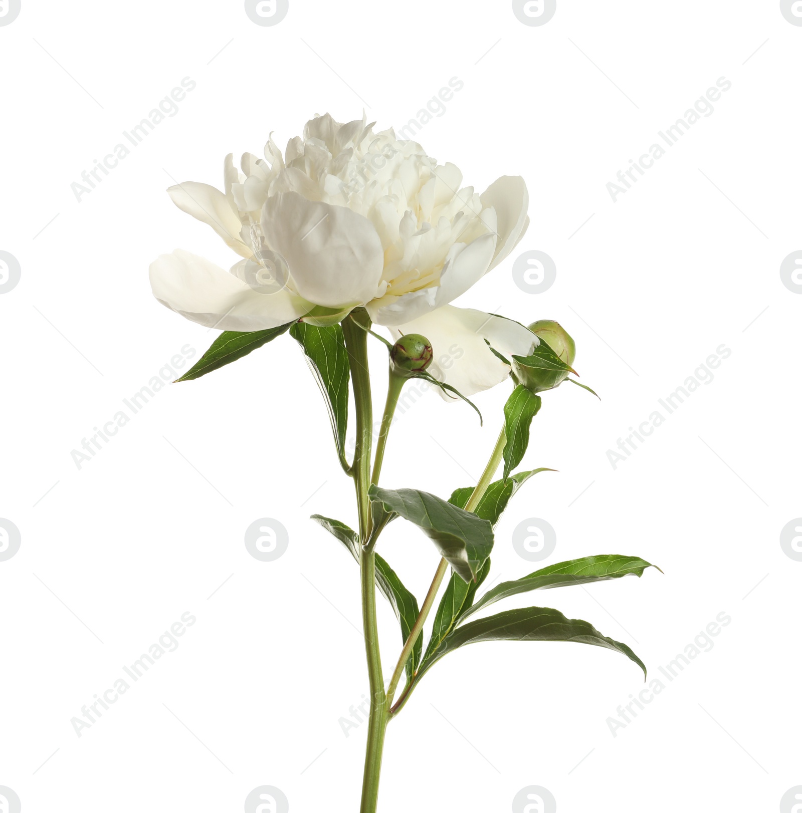 Photo of Fragrant peony on white background. Beautiful spring flower