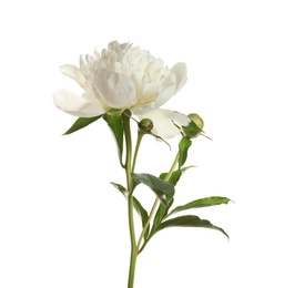 Photo of Fragrant peony on white background. Beautiful spring flower