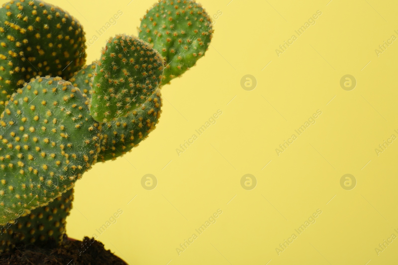 Photo of Beautiful green Opuntia cactus on yellow background, closeup. Space for text