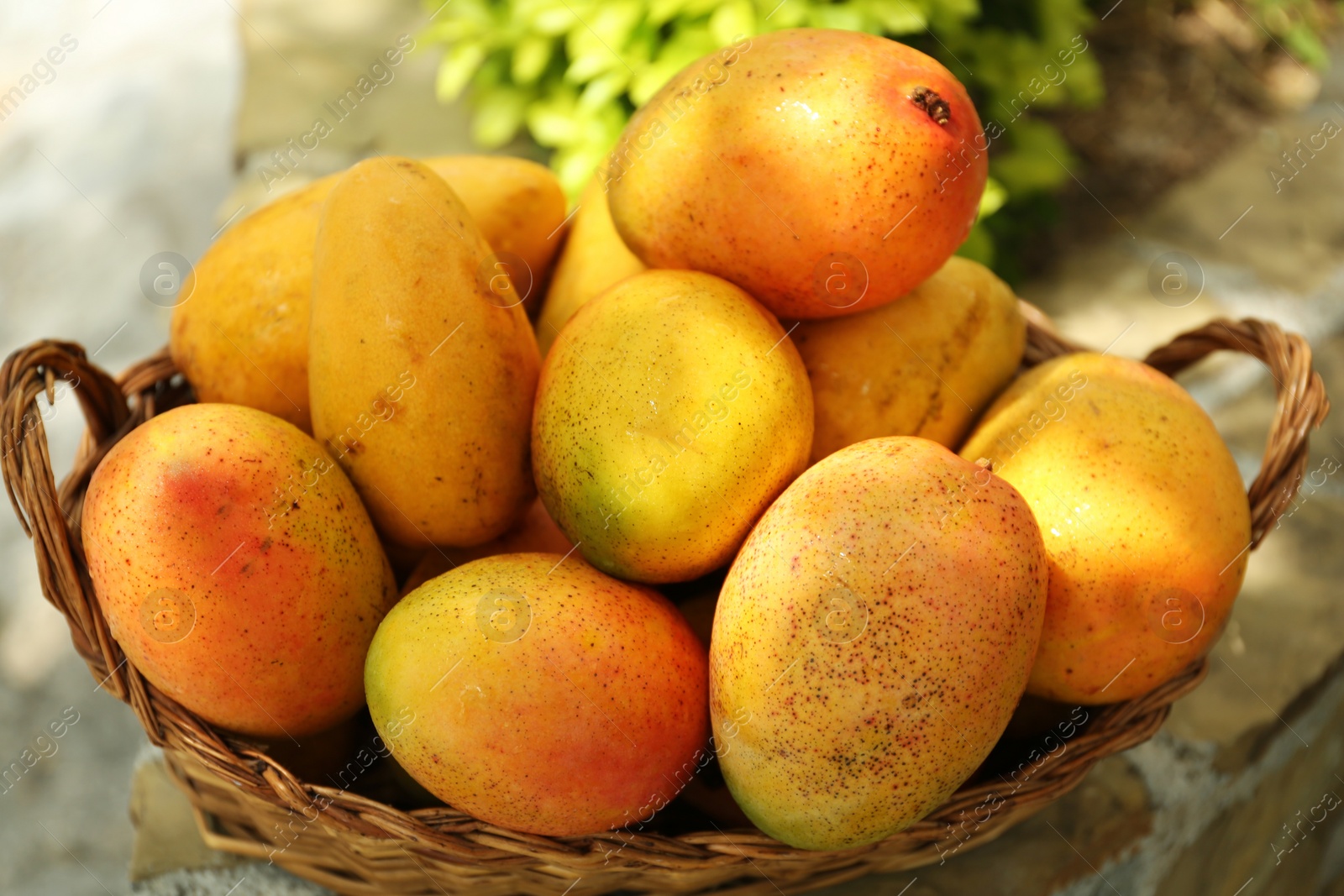 Photo of Delicious fresh ripe mangos in basket outdoors