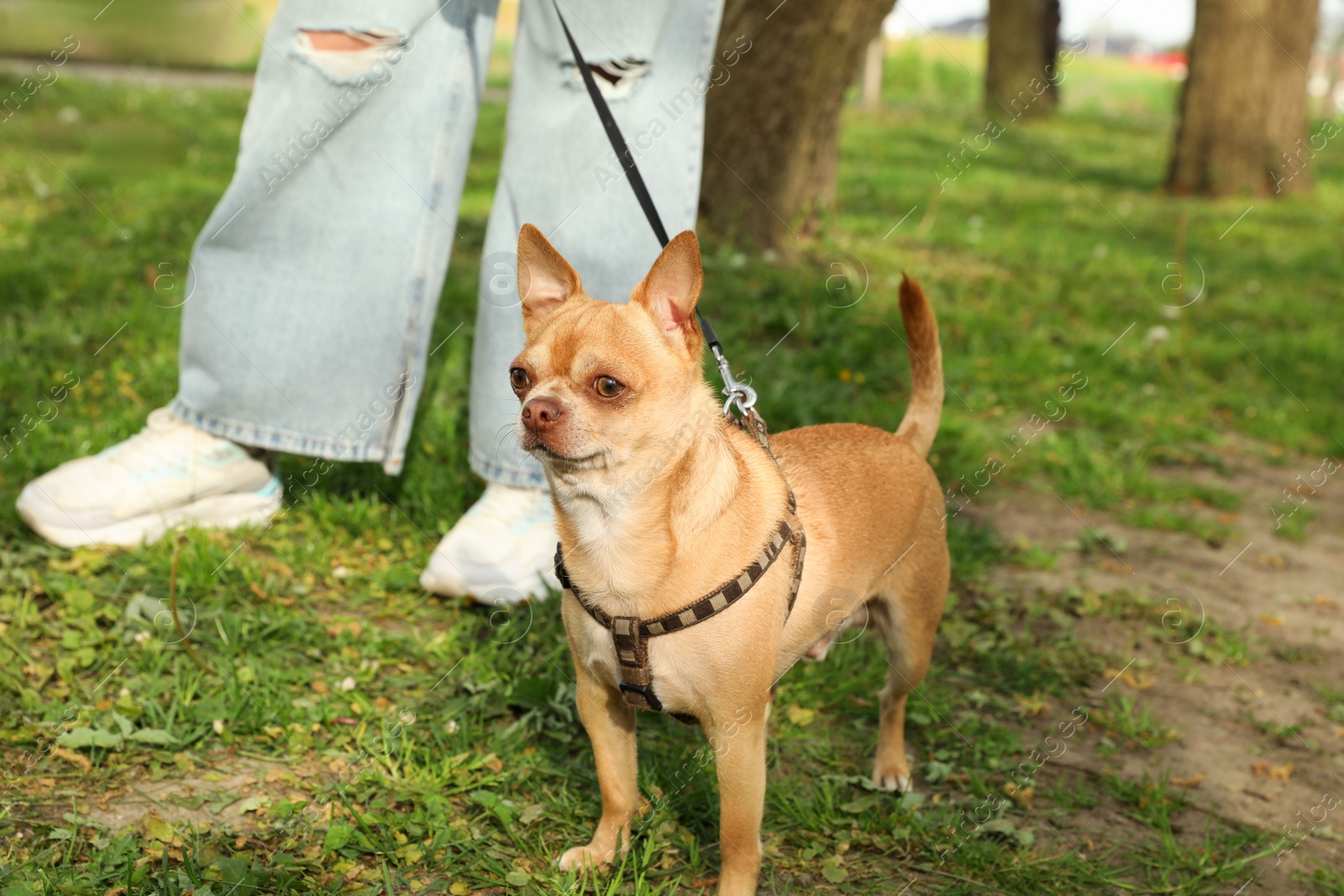 Photo of Woman walking with her chihuahua dog on green grass, closeup