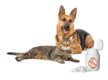 Image of Deworming. Cute German Shepherd dog, striped cat and medical bottles with anthelmintic drugs on white background