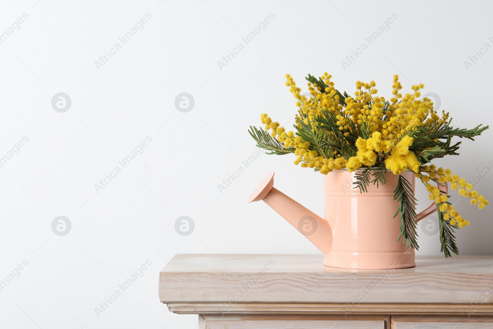 Photo of Beautiful mimosa flowers in watering can on wooden table, space for text