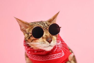 Photo of Cute Bengal cat in sunglasses and red bandana on pink background, closeup