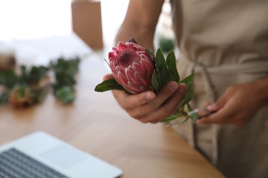 Photo of Florist with beautiful protea flower in workshop, closeup