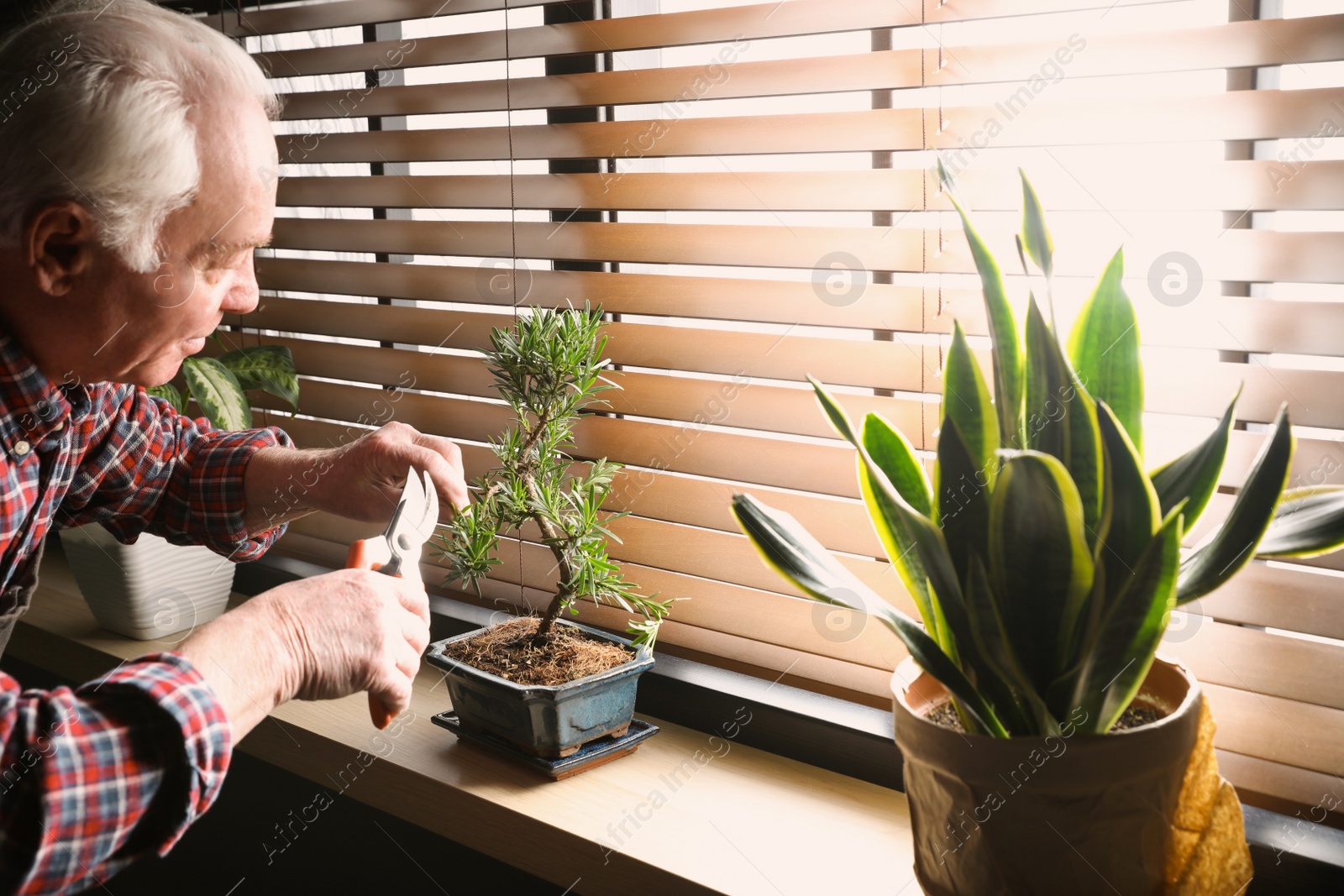 Photo of Senior man taking care of Japanese bonsai plant near window indoors. Creating zen atmosphere at home