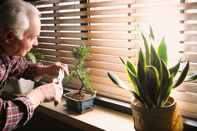 Photo of Senior man taking care of Japanese bonsai plant near window indoors. Creating zen atmosphere at home
